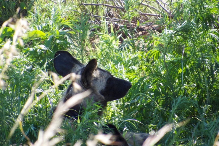 Wild dog - if I don't look at you maybe you're no there!