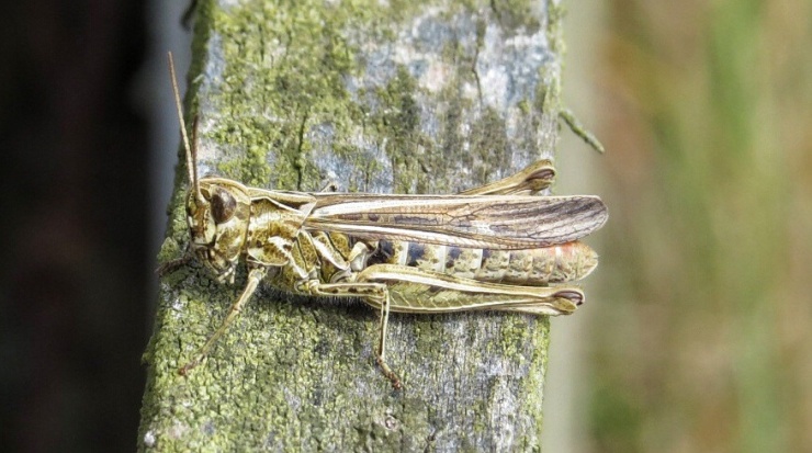 Field Grasshopper - Chorthippus brunneus.