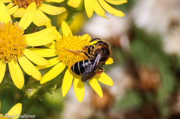 Halictus rubicundus, otherwise known as Polymorphic Sweat Bee.