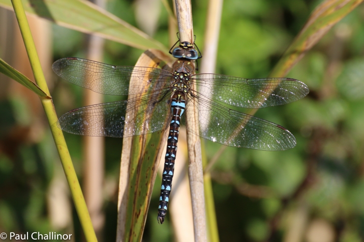 A new one for me - Migrant Hawker. Beautiful by any name.