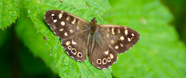 Speckled Wood 2016-06-06
